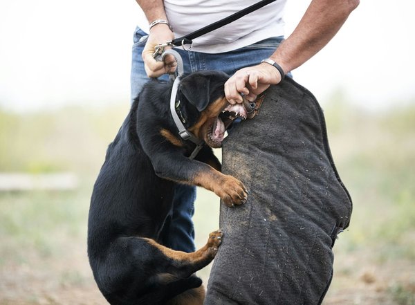 Protection rapprochée : l'art de la sécurité proactive personnalisée